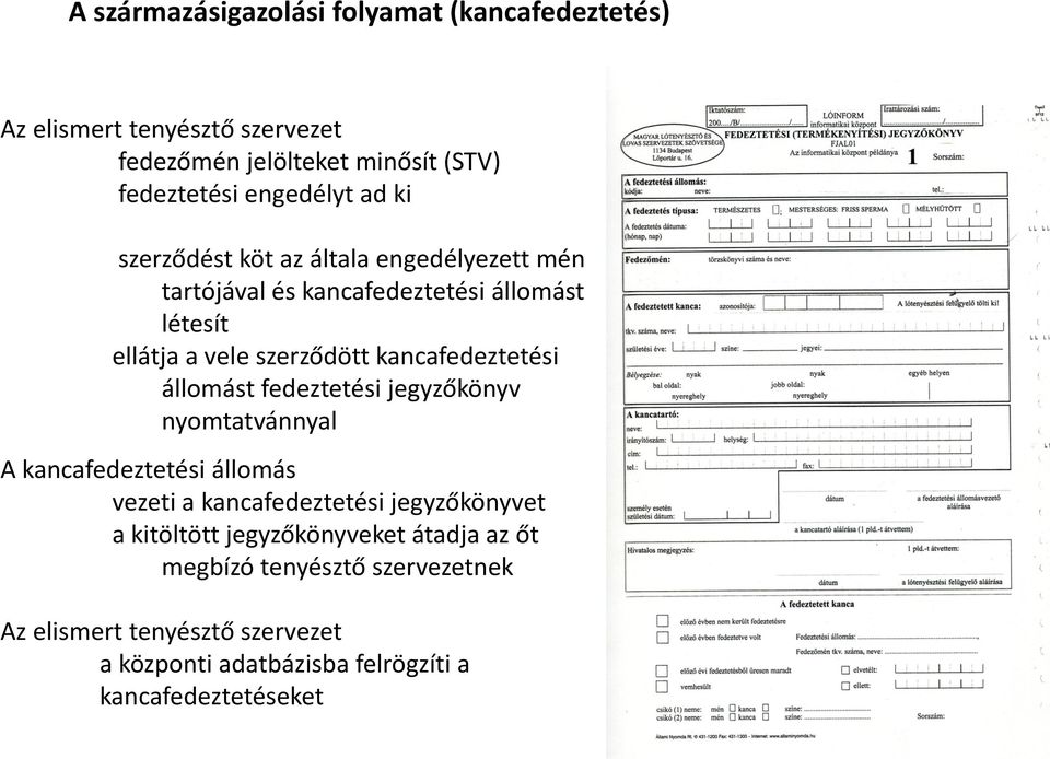 kancafedeztetési állomást fedeztetési jegyzőkönyv nyomtatvánnyal A kancafedeztetési állomás vezeti a kancafedeztetési jegyzőkönyvet a