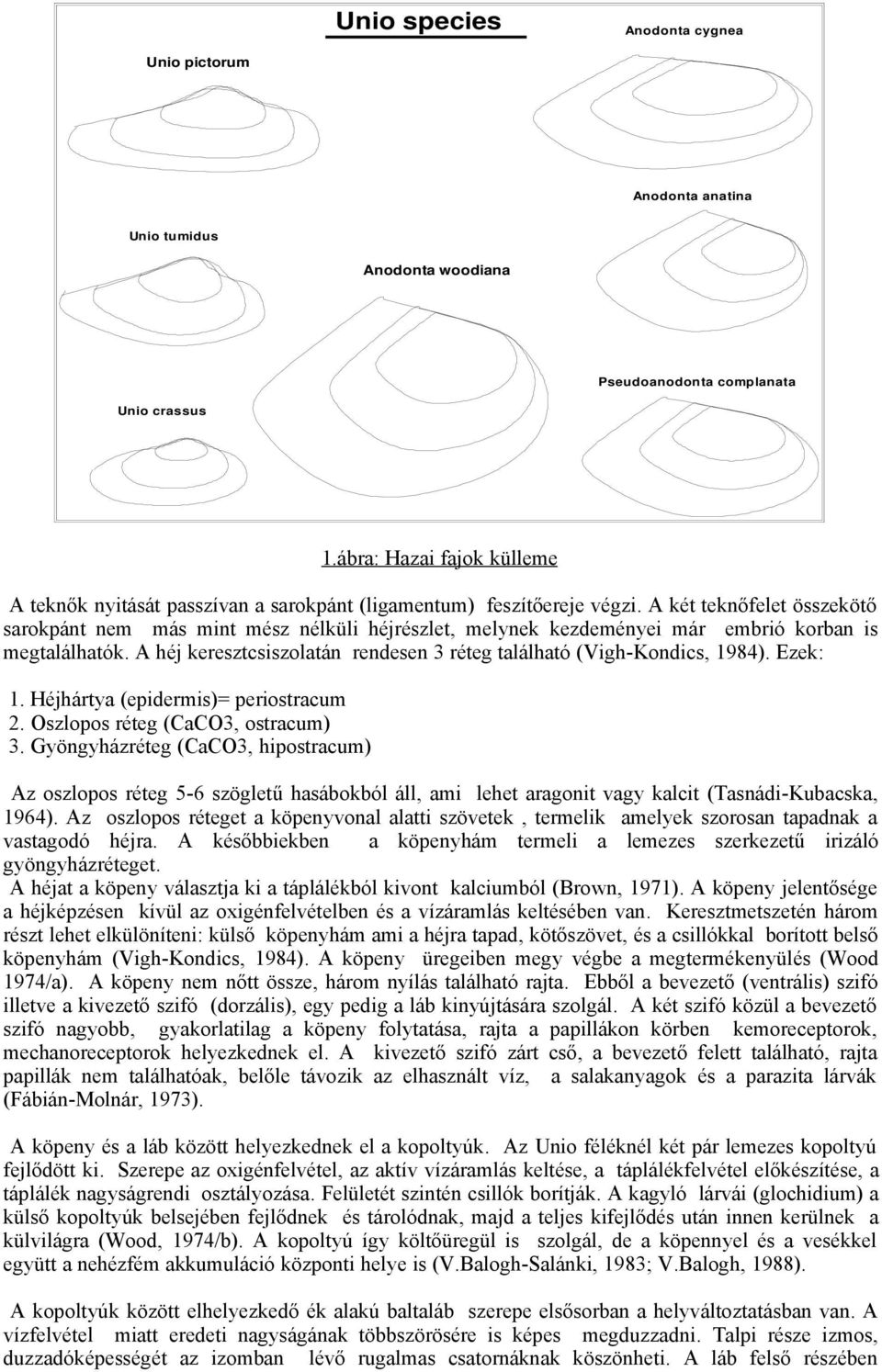 A két teknőfelet összekötő sarokpánt nem más mint mész nélküli héjrészlet, melynek kezdeményei már embrió korban is megtalálhatók.