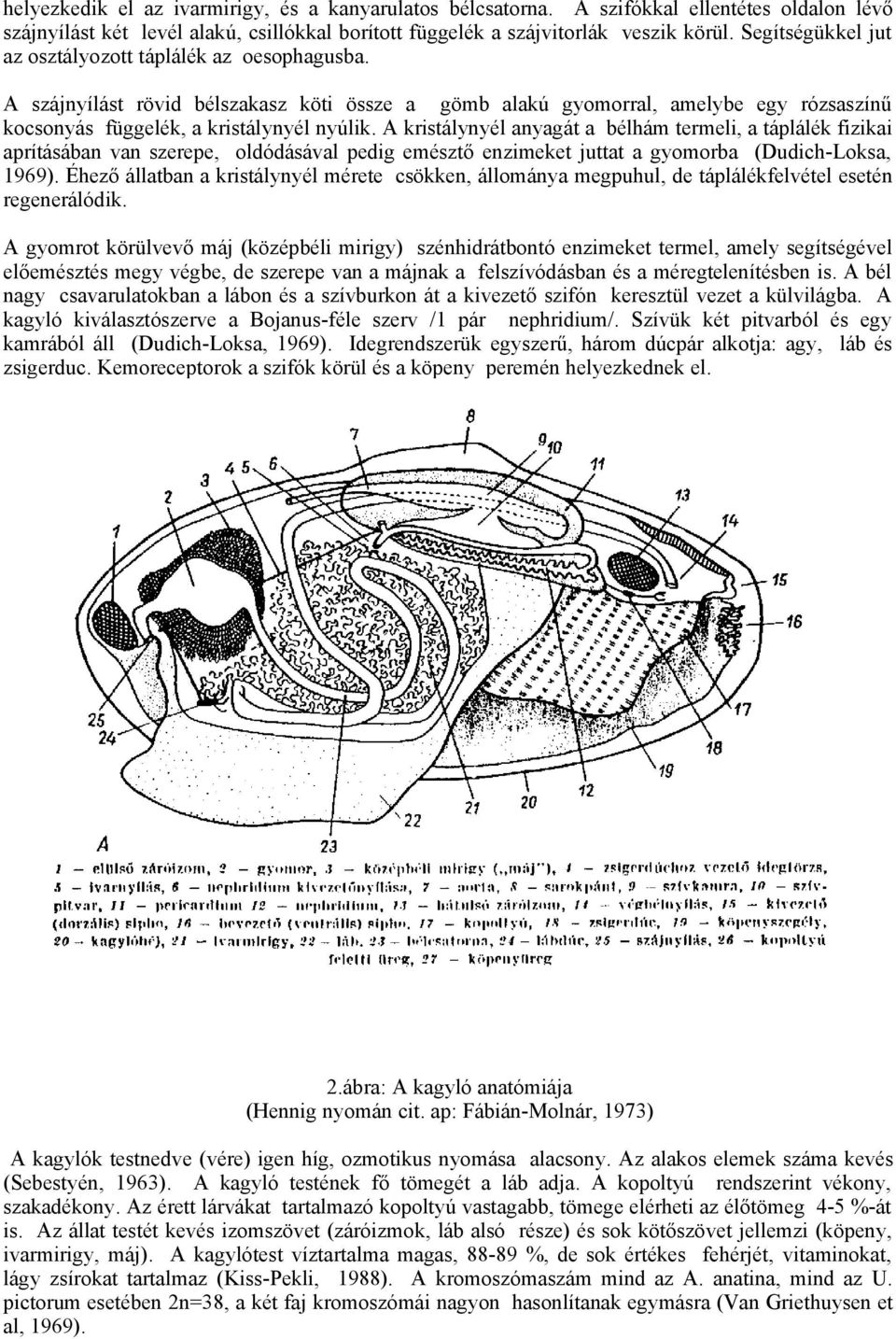 A kristálynyél anyagát a bélhám termeli, a táplálék fizikai aprításában van szerepe, oldódásával pedig emésztő enzimeket juttat a gyomorba (Dudich-Loksa, 1969).