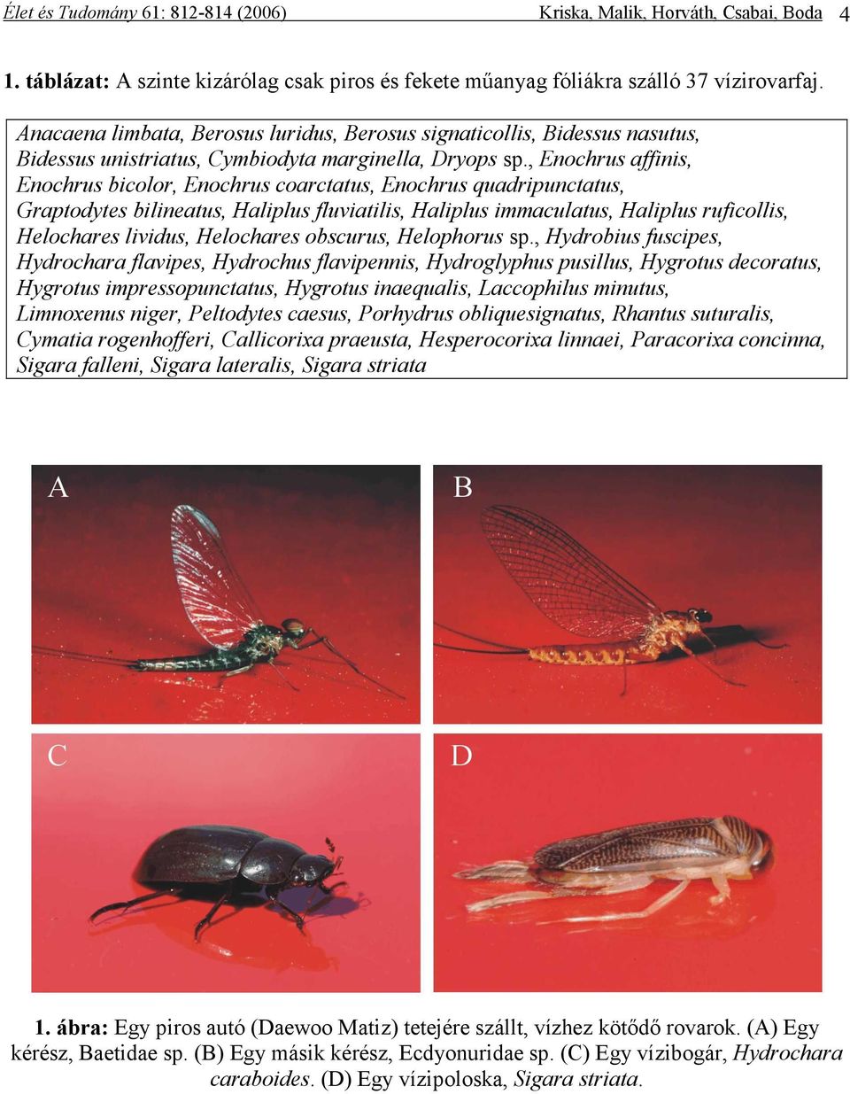 , Enochrus affinis, Enochrus bicolor, Enochrus coarctatus, Enochrus quadripunctatus, Graptodytes bilineatus, Haliplus fluviatilis, Haliplus immaculatus, Haliplus ruficollis, Helochares lividus,