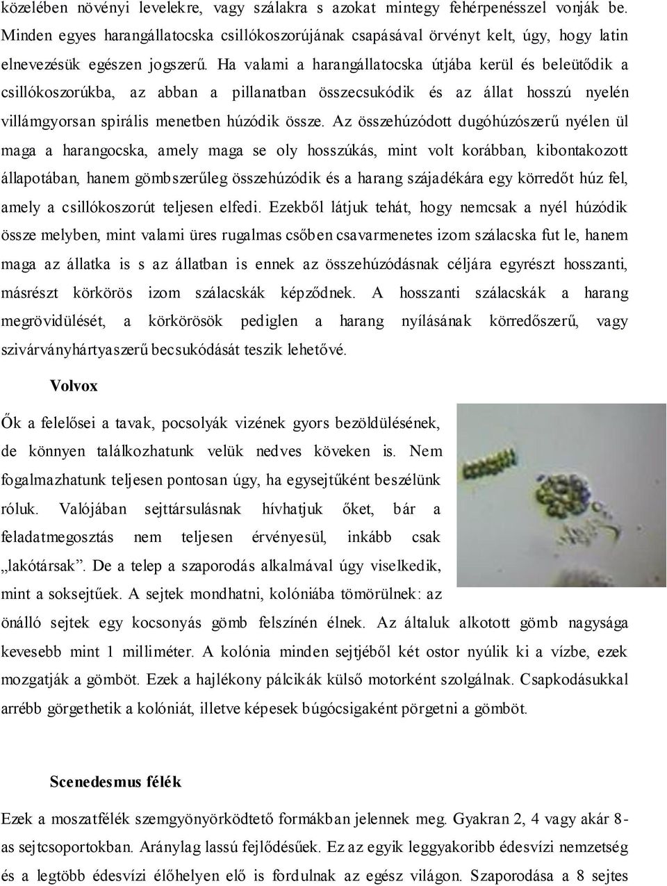 Ha valami a harangállatocska útjába kerül és beleütődik a csillókoszorúkba, az abban a pillanatban összecsukódik és az állat hosszú nyelén villámgyorsan spirális menetben húzódik össze.