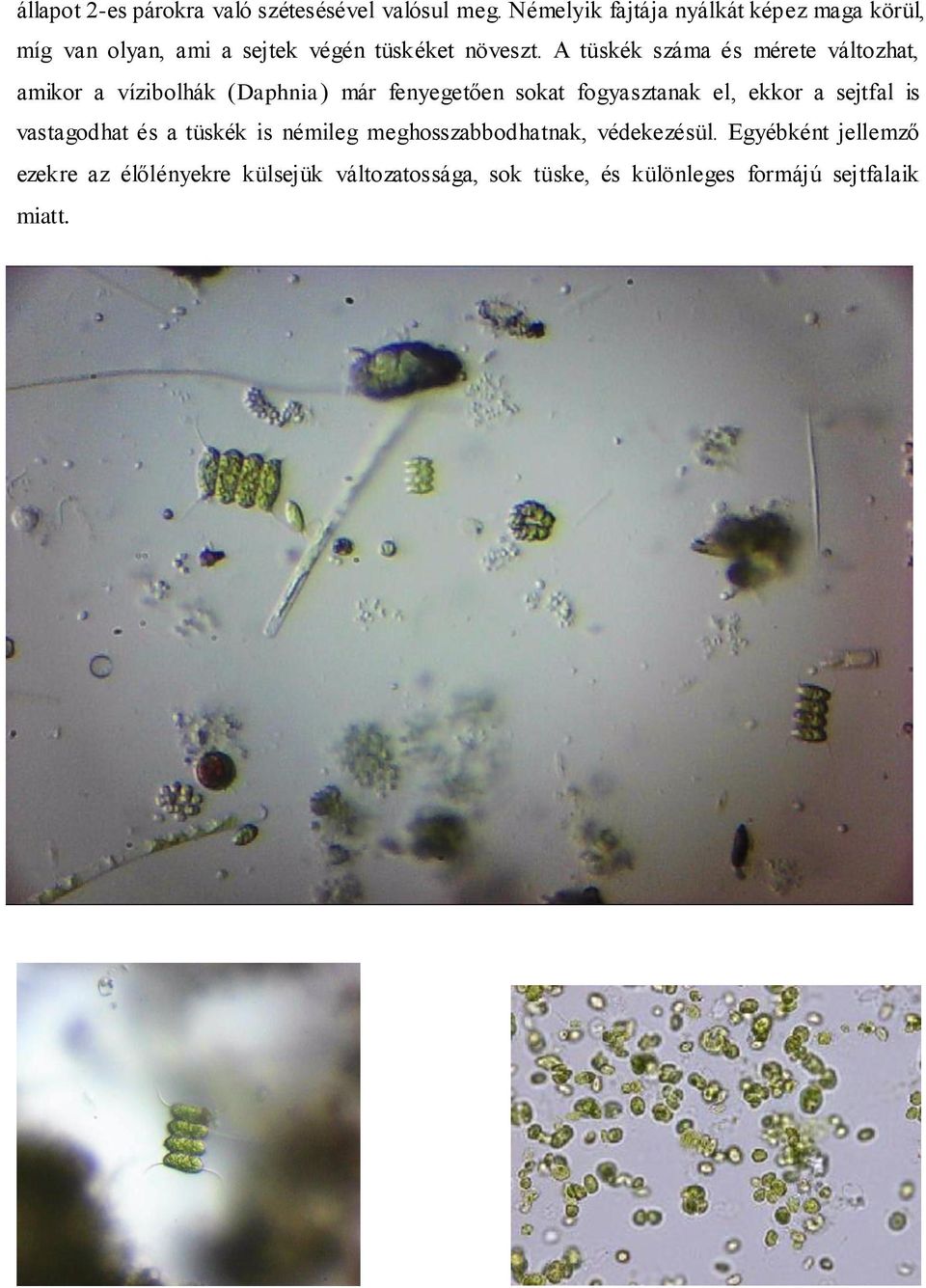 A tüskék száma és mérete változhat, amikor a vízibolhák (Daphnia) már fenyegetően sokat fogyasztanak el, ekkor a
