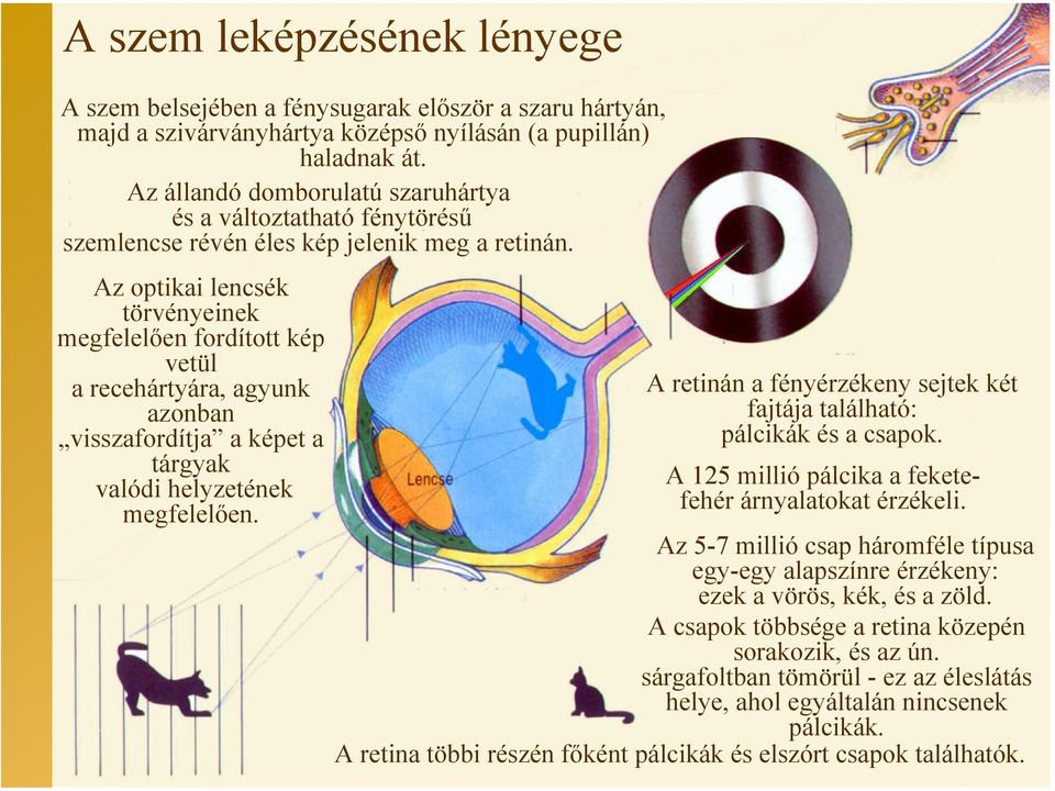 Az optikai lencsék törvényeinek megfelelően fordított kép vetül a recehártyára, agyunk azonban visszafordítja a képet a tárgyak valódi helyzetének megfelelően.