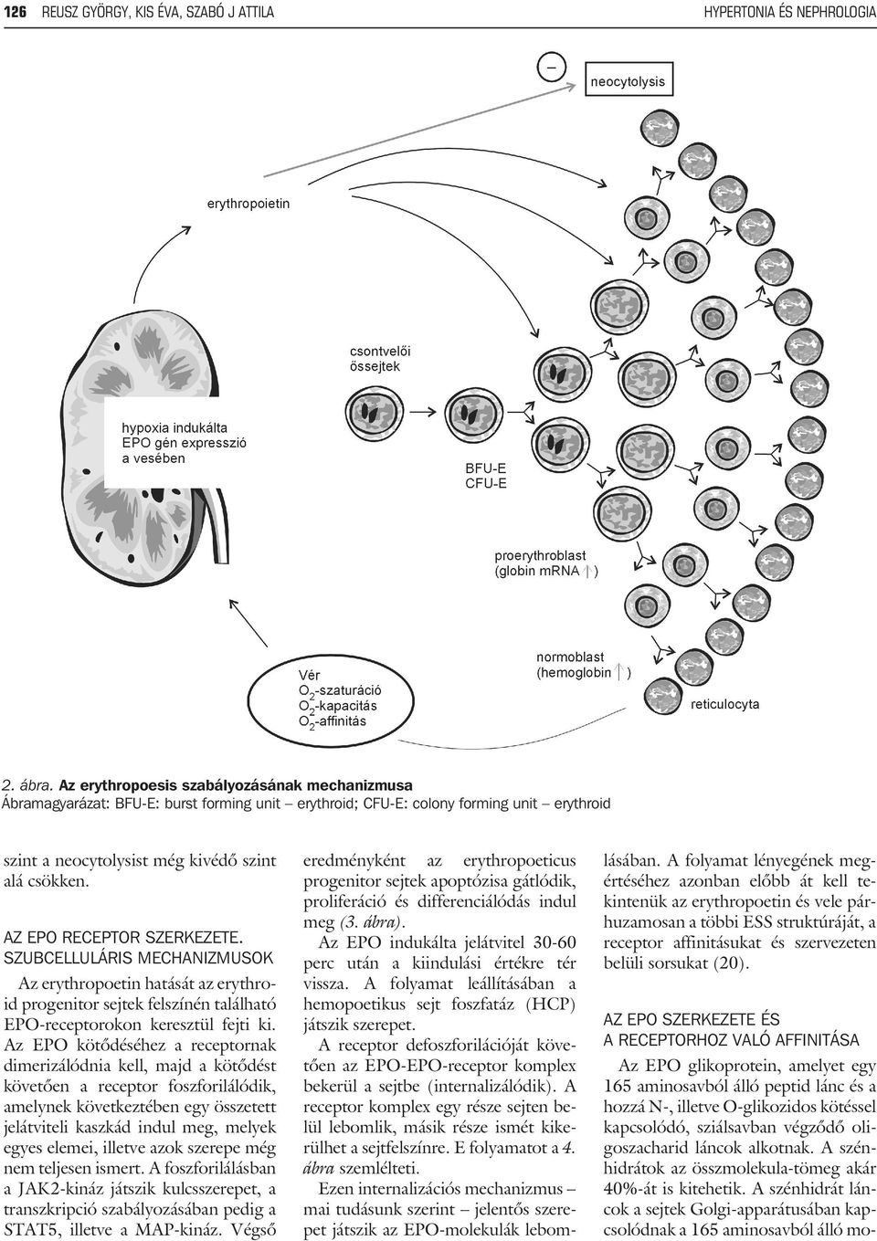AZ EPO RECEPTOR SZERKEZETE. SZUBCELLULÁRIS MECHANIZMUSOK Az erythropoetin hatását az erythroid progenitor sejtek felszínén található EPO-receptorokon keresztül fejti ki.