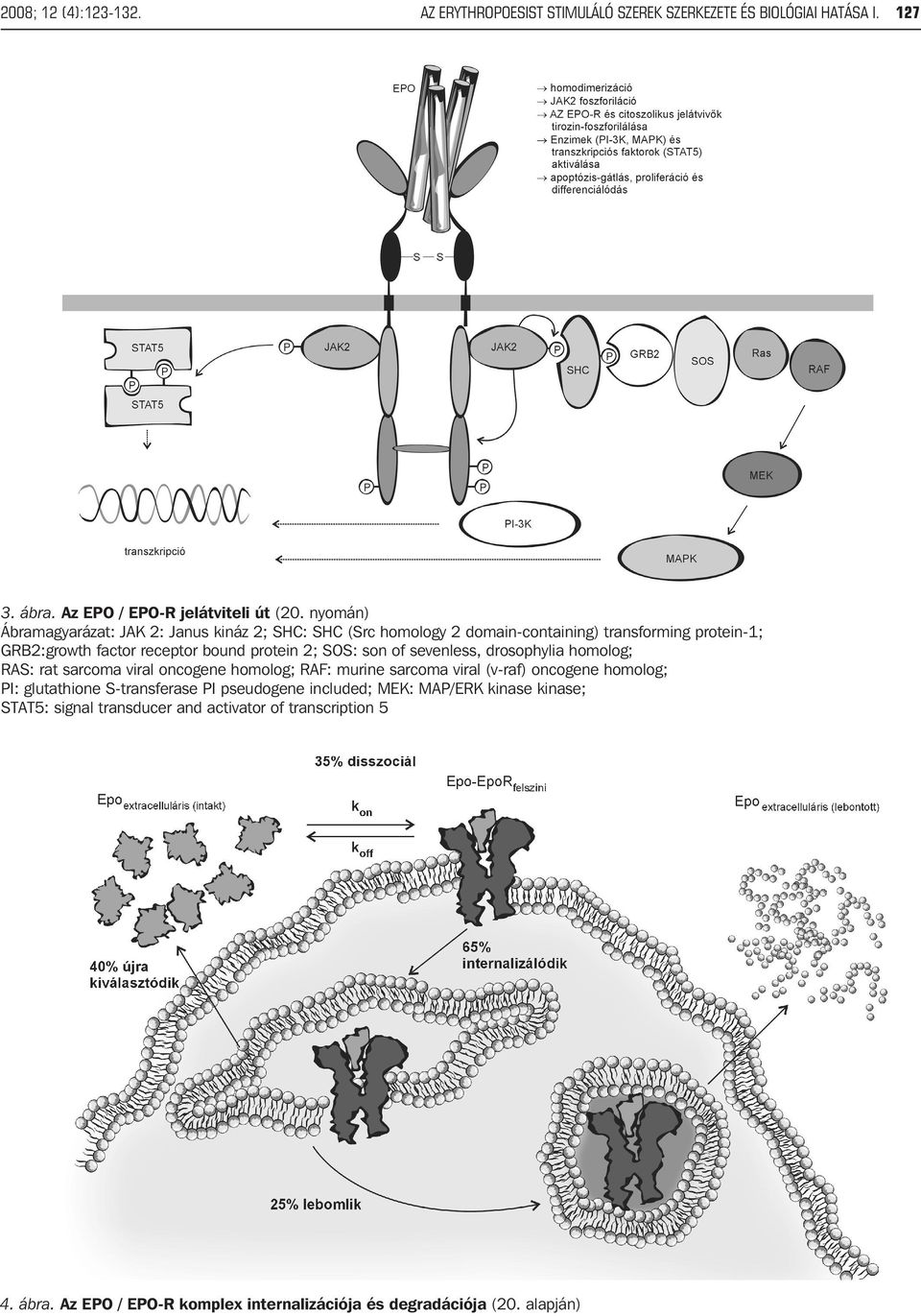 son of sevenless, drosophylia homolog; RAS: rat sarcoma viral oncogene homolog; RAF: murine sarcoma viral (v-raf) oncogene homolog; PI: glutathione S-transferase