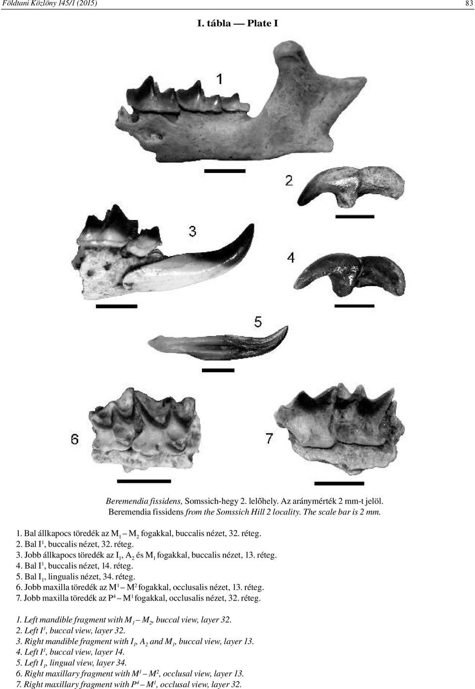 réteg. 4. Bal I 1, buccalis nézet, 14. réteg. 5. Bal I 1, lingualis nézet, 34. réteg. 6. Jobb maxilla töredék az M 1 M 2 fogakkal, occlusalis nézet, 13. réteg. 7.