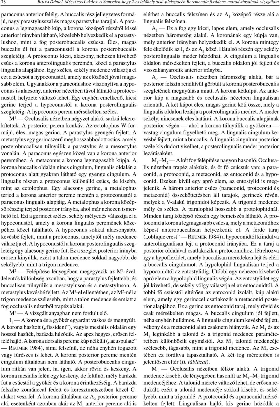 A para - conus a legmagasabb kúp, a korona középső részétől kissé anterior irányban látható, közelebb helyezkedik el a parasty - lushoz, mint a fog posterobuccalis csúcsa.