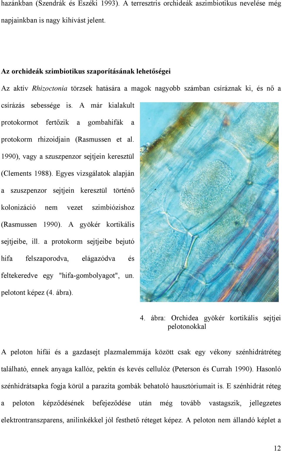 A már kialakult protokormot fertőzik a gombahifák a protokorm rhizoidjain (Rasmussen et al. 1990), vagy a szuszpenzor sejtjein keresztül (Clements 1988).