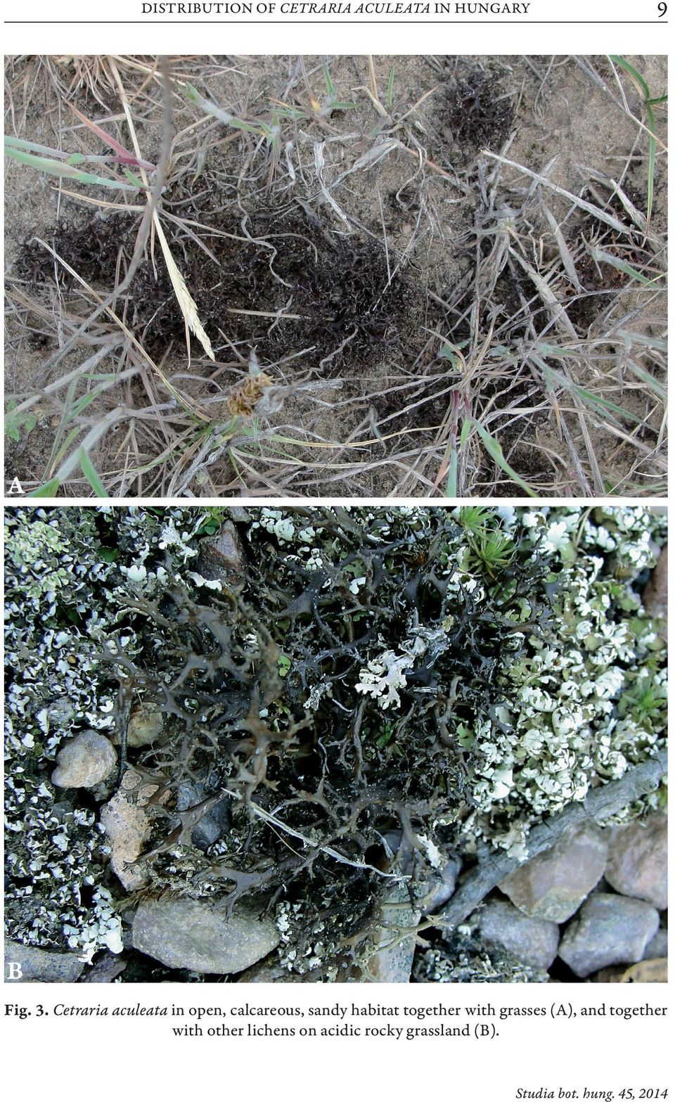 Cetraria aculeata in open, calcareous, sandy