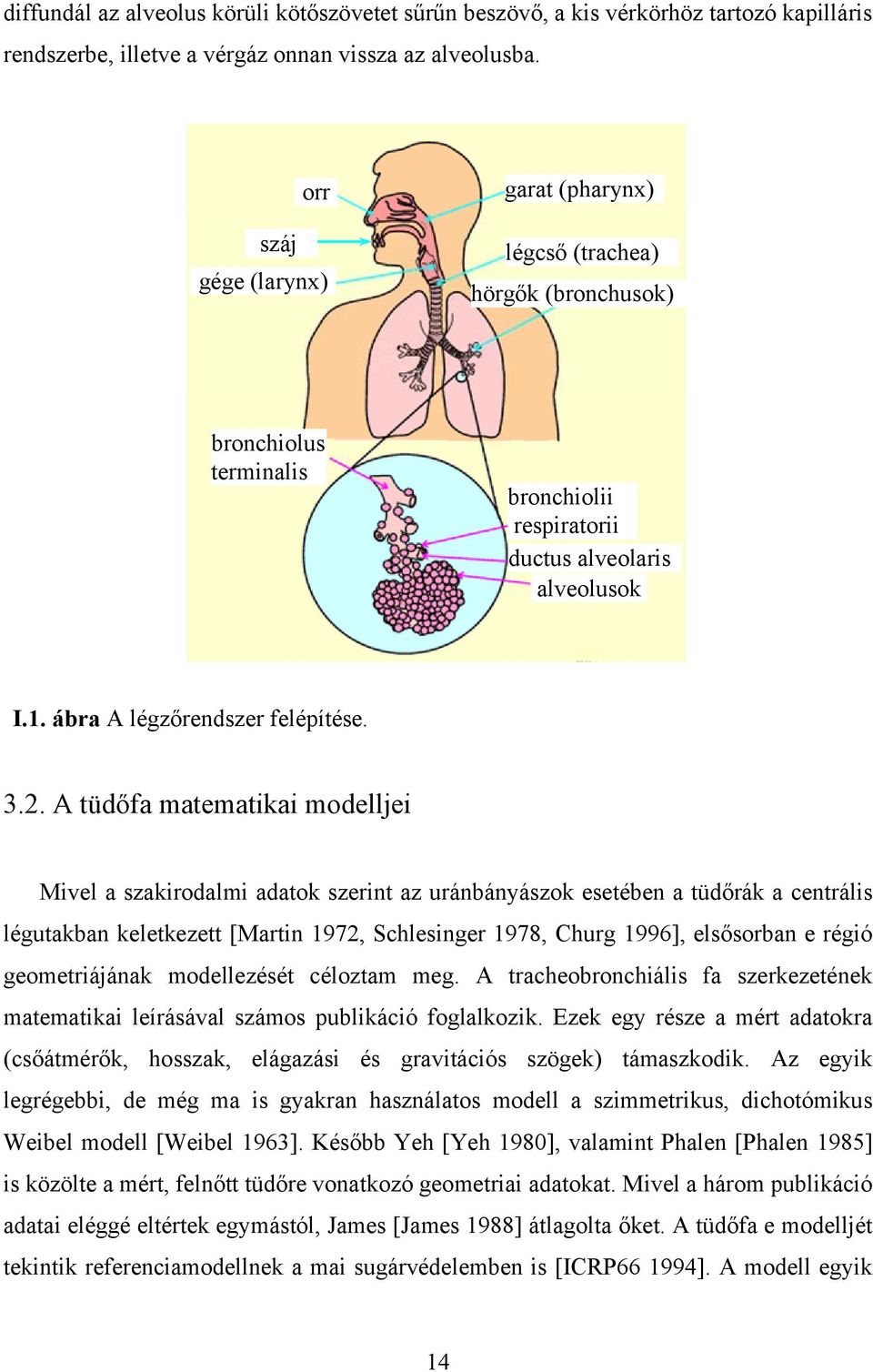 A tüdőfa matematikai modelljei Mivel a szakirodalmi adatok szerint az uránbányászok esetében a tüdőrák a centrális légutakban keletkezett [Martin 1972, Schlesinger 1978, Churg 1996], elsősorban e