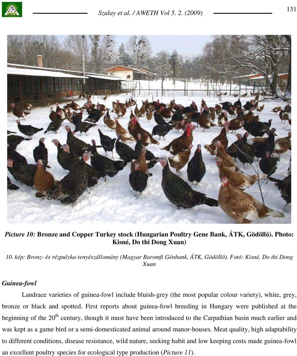 Fotó: Kisné, Do thi Dong Xuan Guinea-fowl Landrace varieties of guinea-fowl include bluish-grey (the most popular colour variety), white, grey, bronze or black and spotted.