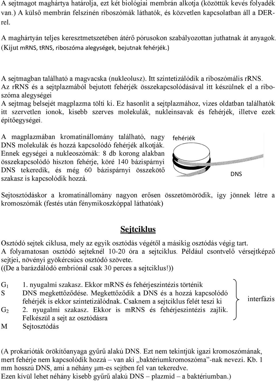 ) A sejtmagban található a magvacska (nukleolusz). Itt szintetizálódik a riboszómális rrns.