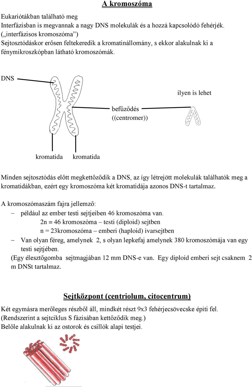 DNS befűződés ((centromer)) ilyen is lehet kromatida kromatida Minden sejtosztódás előtt megkettőződik a DNS, az így létrejött molekulák találhatók meg a kromatidákban, ezért egy kromoszóma két