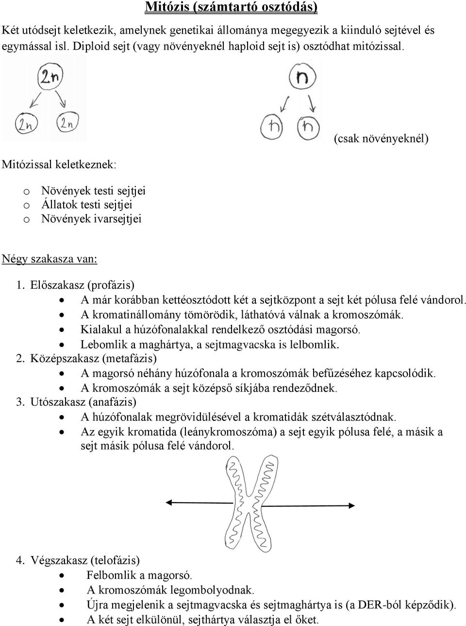 Mitózissal keletkeznek: o Növények testi sejtjei o Állatok testi sejtjei o Növények ivarsejtjei (csak növényeknél) Négy szakasza van: 1.