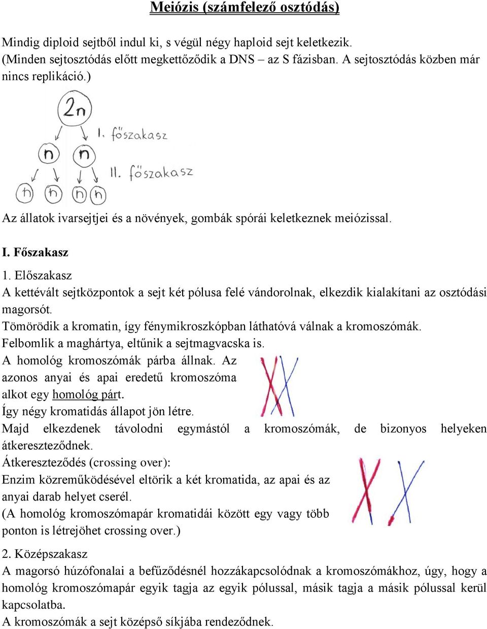 Előszakasz A kettévált sejtközpontok a sejt két pólusa felé vándorolnak, elkezdik kialakítani az osztódási magorsót. Tömörödik a kromatin, így fénymikroszkópban láthatóvá válnak a kromoszómák.