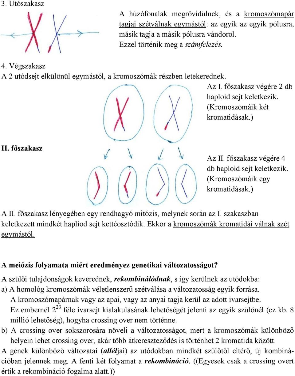 főszakasz végére 4 db haploid sejt keletkezik. (Kromoszómáik egy kromatidásak.) A II. főszakasz lényegében egy rendhagyó mitózis, melynek során az I.