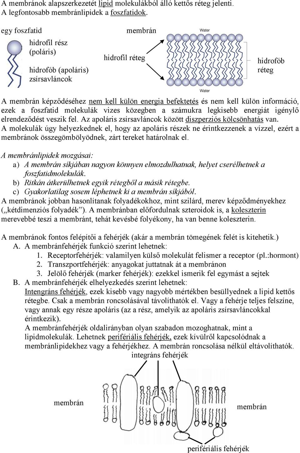 ezek a foszfatid molekulák vizes közegben a számukra legkisebb energiát igénylő elrendeződést veszik fel. Az apoláris zsírsavláncok között diszperziós kölcsönhatás van.