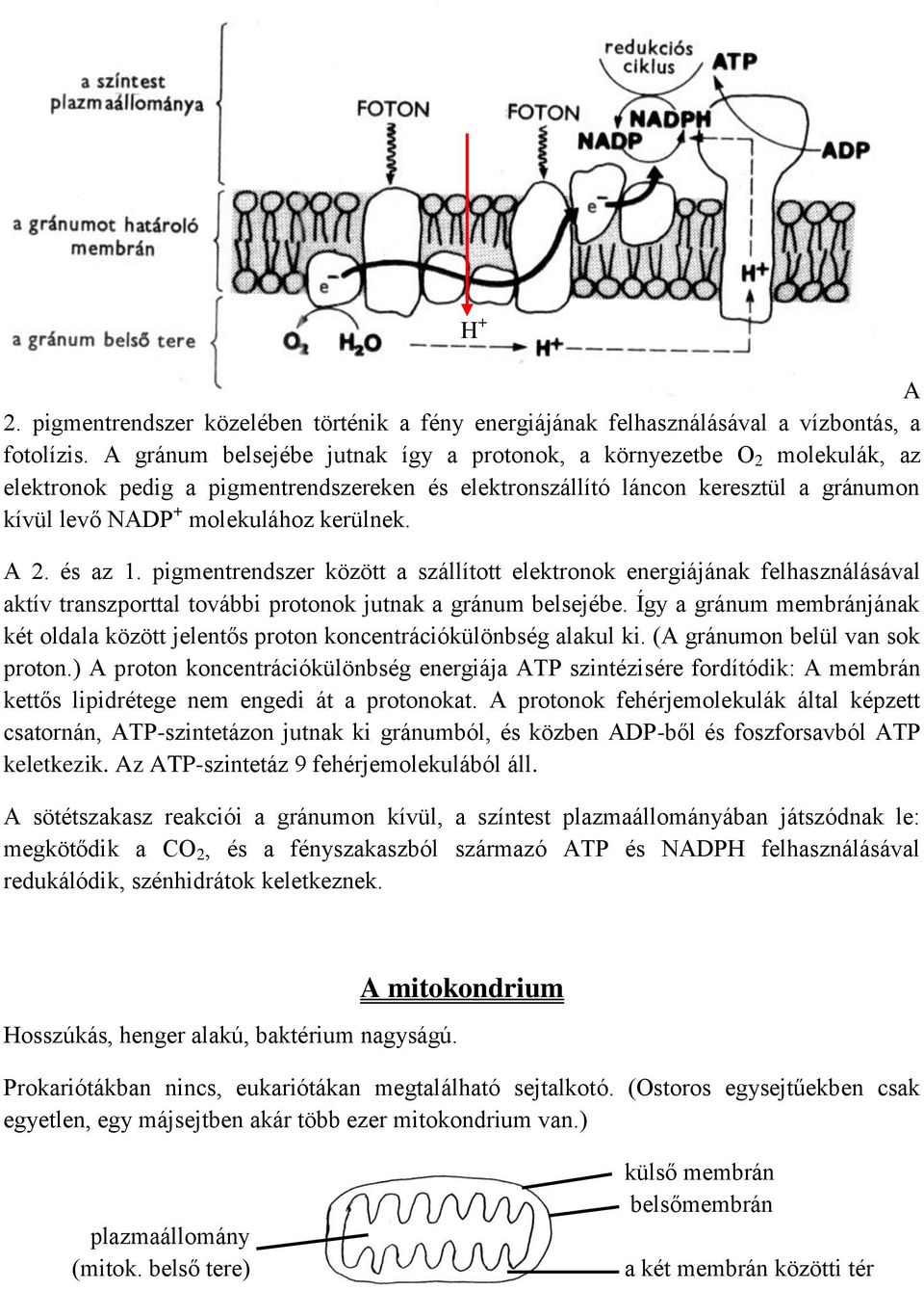 A 2. és az 1. pigmentrendszer között a szállított elektronok energiájának felhasználásával aktív transzporttal további protonok jutnak a gránum belsejébe.