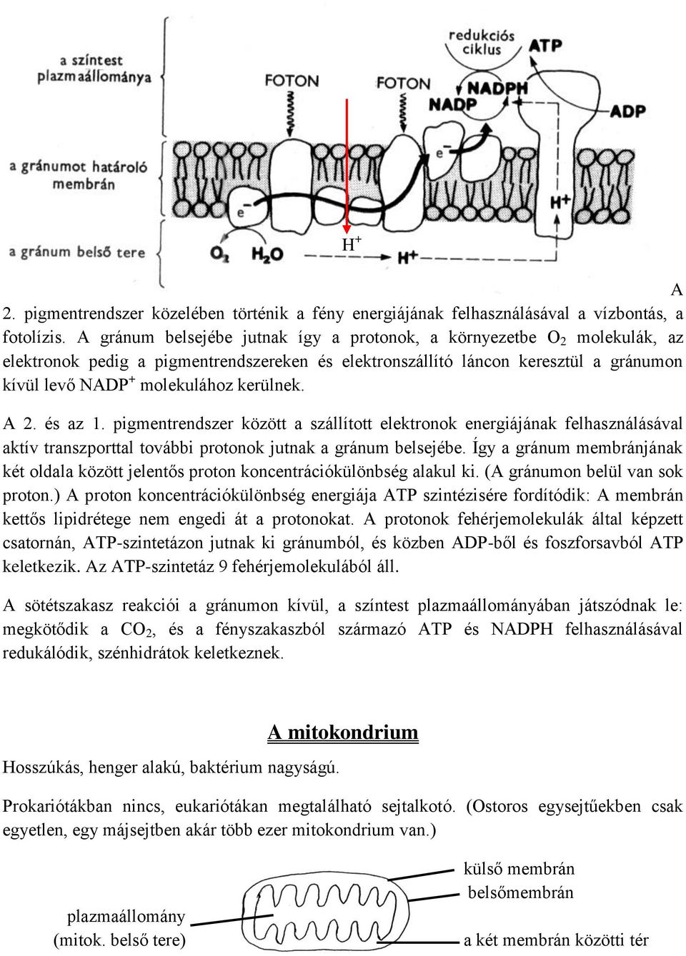 A 2. és az 1. pigmentrendszer között a szállított elektronok energiájának felhasználásával aktív transzporttal további protonok jutnak a gránum belsejébe.