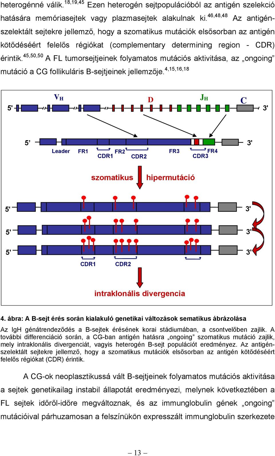 45,50,50 A FL tumorsejtjeinek folyamatos mutációs aktivitása, az ongoing mutáció a CG follikuláris B-sejtjeinek jellemzője.