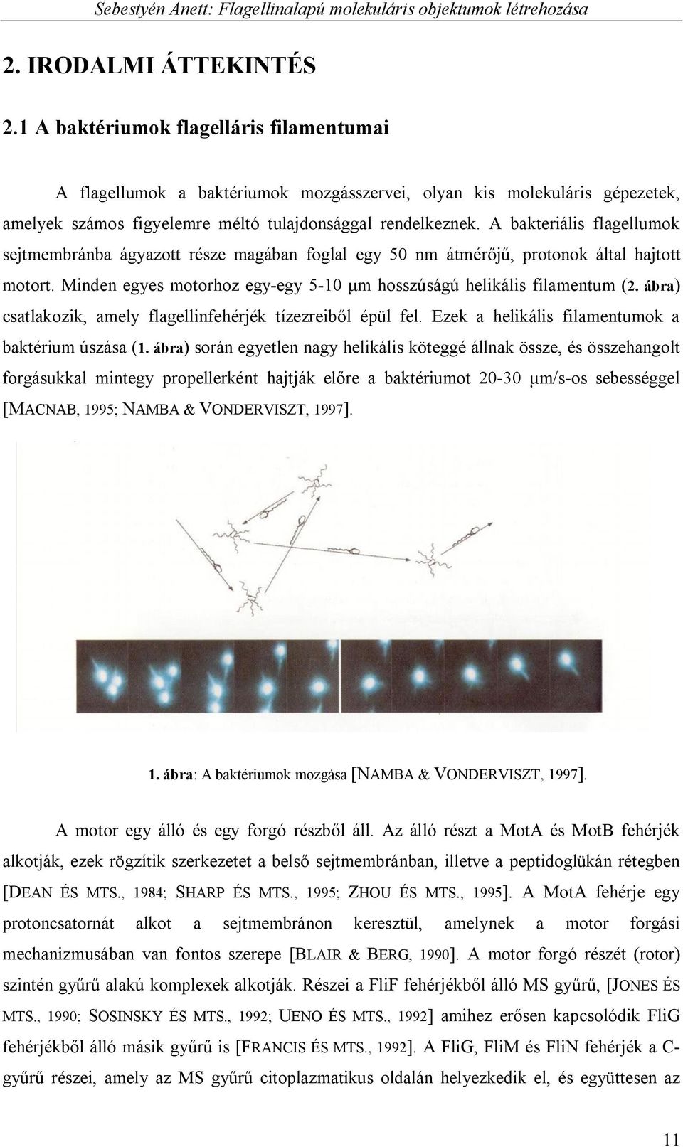 A bakteriális flagellumok sejtmembránba ágyazott része magában foglal egy 50 nm átmérőjű, protonok által hajtott motort. Minden egyes motorhoz egy-egy 5-10 μm hosszúságú helikális filamentum (2.