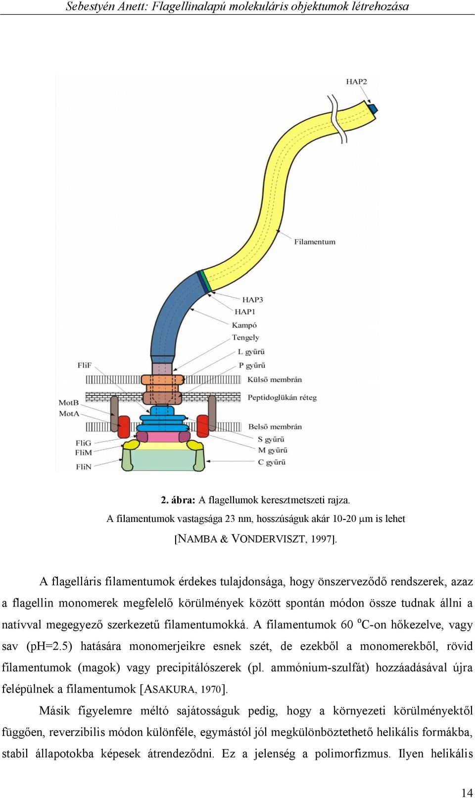 filamentumokká. A filamentumok 60 o C-on hőkezelve, vagy sav (ph=2.5) hatására monomerjeikre esnek szét, de ezekből a monomerekből, rövid filamentumok (magok) vagy precipitálószerek (pl.