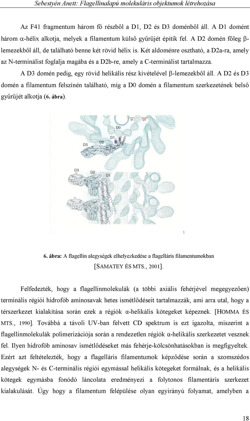 A D3 domén pedig, egy rövid helikális rész kivételével b-lemezekből áll. A D2 és D3 domén a filamentum felszínén található, míg a D0 domén a filamentum szerkezetének belső gyűrűjét alkotja (6. ábra).