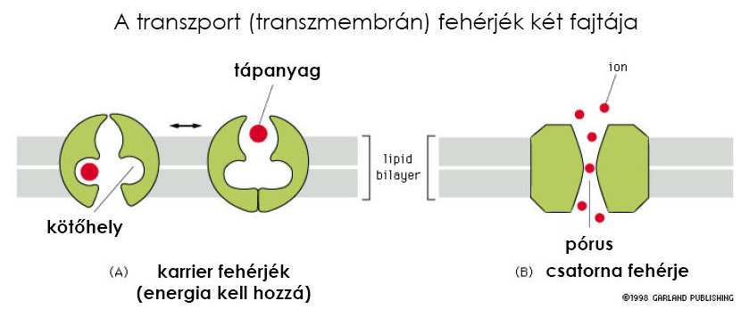 A foszfolipid kettősréteg szerkezete Membránfehérjék Integráns és periferiális membránfehérjék Folyékony mozaik modell 19 20 A membránok funkciói Elválaszt és összeköt a külső térrel Diffúziós gát