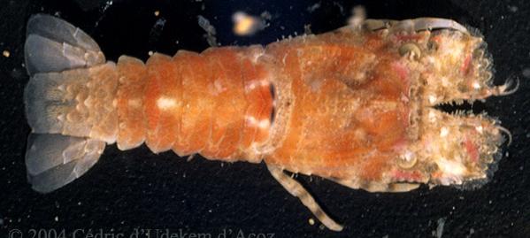 Scyllarus arctus medverák (Scyllarides latus) Elérheti a 45 cm-es hosszúságot. Hátoldala barna, hasoldala sárgás. Elterjedés: Atlanti óceán keleti része, Földközi- tenger.