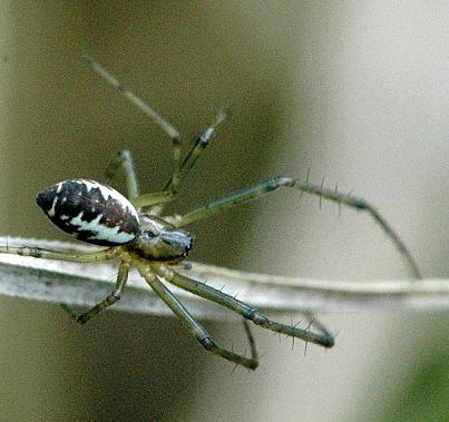 Linyphiidae vitorláspókfélék Kis méret, karcsú tüskézett lábak Vitorlahálót A mérsékelt- és a hidegöv