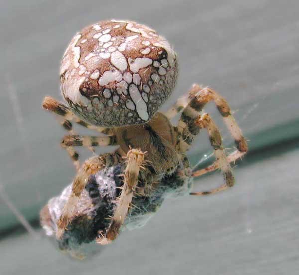 Araneidae keresztespókfélék Kerekháló Láb tüskézett 8 szem 2 sorban a nőstény a hím méretét többszörösen meghaladja A hímek ivaréretten