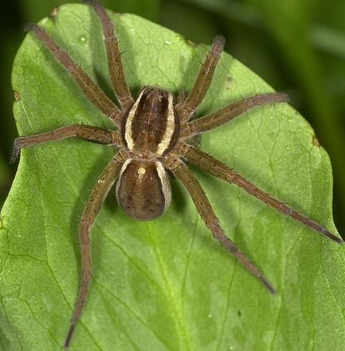 Pisauridae - Csodáspókok 36 Dolomedes fimbriatus - Szegélyes vidrapók 10 mm, síkságon gyakoribb Vízparti növényzeten él, de a vízfelszínen is tud futni A fiatalok a