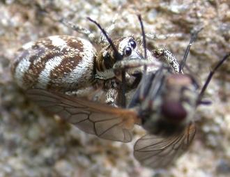 Salticidae - Ugrópókok Szemei három sorban el (4-2-2) Az első szemsor két középső szeme kiugróan nagy A Föld