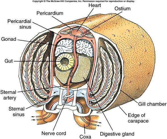 Belső kopoltyúk Gyakran belső kopoltyúk a carapax alatt a