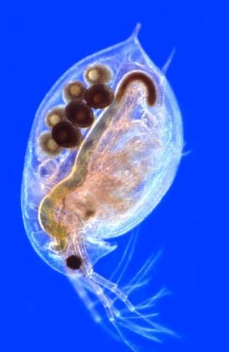 so: Cladocera ágascsápú rákok Daphnia pulex kis vízibolha 1.