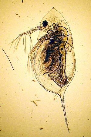 Daphnia longispina cucullata változófejű vízibolha tavaszi forma nyári forma őszi forma 2,5