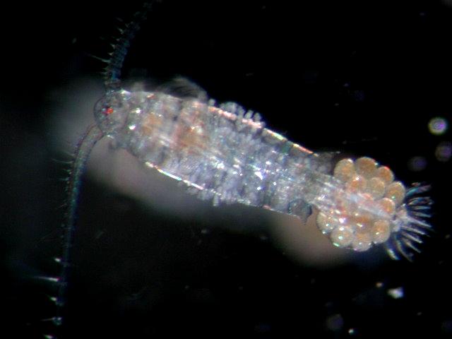 6. scl: COPEPODA evezőlábú rákok 1. cl: BRANCHIOPODA 2. cl: REMIPEDIA 3. cl: CEPHALOCARIDA 4.