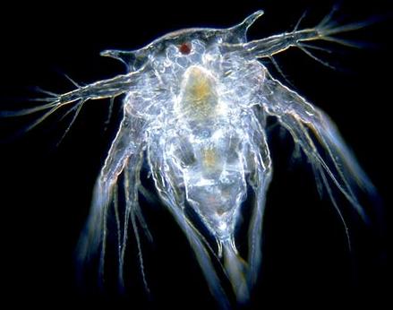 scl: Copepoda evezőlábú rákok o: Cyclopoida test áramvonalas Többségük apróbb vízi szervezeteket, növényeket