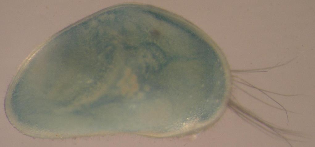 5. cl: OSTRACODA kagylósrákok Testüket meszes, kagylóra emlékeztető héj fedi, 1. cl: BRANCHIOPODA 2. cl: REMIPEDIA 3.