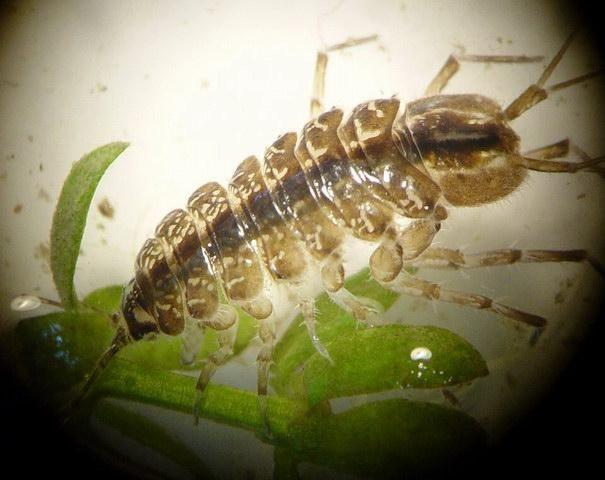 subo: Asellota vízi ászkák 1. cl: BRANCHIOPODA 2. cl: REMIPEDIA 3. cl: CEPHALOCARIDA 4. cl: MAXILLOPODA 5. cl: OSTRACODA 6.