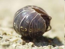 Armadillidium vulgare gömbászka domború testű, teljesen össze tud gömbölyödni, gyakori 1. cl: BRANCHIOPODA 2. cl: REMIPEDIA 3. cl: CEPHALOCARIDA 4.