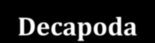 o: Decapoda - tízlábú rákok garnélák 1. cl: BRANCHIOPODA 2. cl: REMIPEDIA 3.