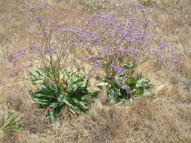 szoba Magyarországon mindezidáig nem indult meg a természetes (vagy akár adventív) flórának olyan szintű szisztematikus feldolgozása, mint az például a Journal of Ecology számaiban megjelenő British
