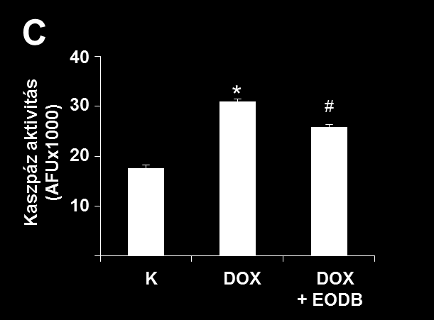 18. ábra: Az EODB kardioprotektív hatása primer kardiomiocitákban Az EODB kardioprotektív hatását újszülött patkányokból izolált primer kardiomiocitákban vizsgáltuk.