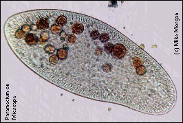 A sejt citoplazmája szemcsés azonban az amőbával ellentétben a citoplazma áramlása már korlátozott, az egyes sejtszervecskéknek határozott helyük van.