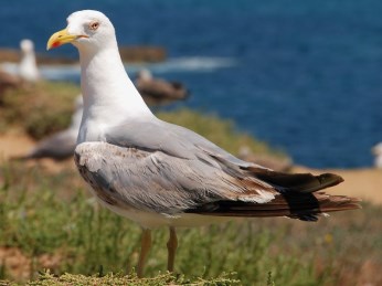 Rénszarvas Réti fülesbagoly Rétisas Rangifer tarandus Asio flammeus Haliaeetus albicilla