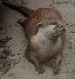 Afrikai törpepapagáj Alaszkai fehér farkas Amuri daru Agapornis Canis lupus tundrarum Grus vipio Apella