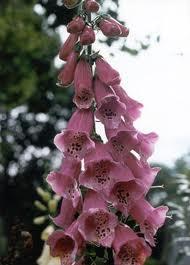 Szívglikozidok Digitalis purpurea Piros gyűszűvirág (digitoxin)