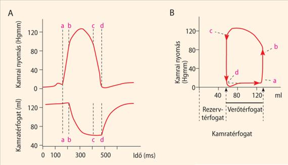 Ejekció Izovolumetriás relaxáció Izovolumetriás kontrakció Diasztolés telődés 10-13. ábra. A bal kamrai nyomás-térfogat diagram származtatása. A) A bal kamrai nyomás- és térfogatváltozások.