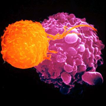 Sejtes immunitás: T sejtek CTL citotoxikus (ölő) T